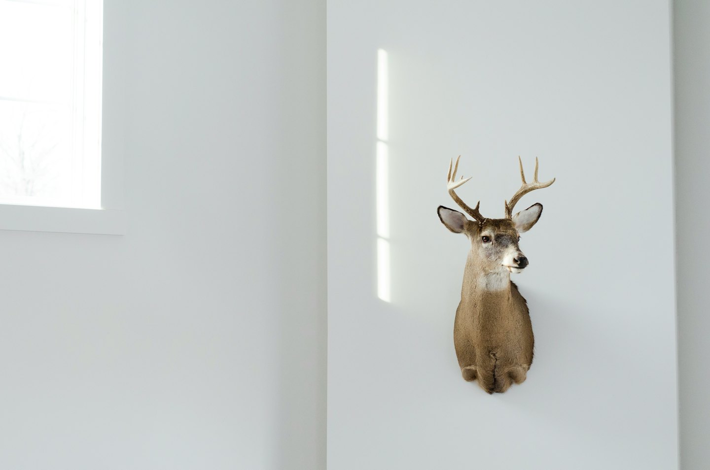 Taxidermied deer head with antlers mounted on a white wall.