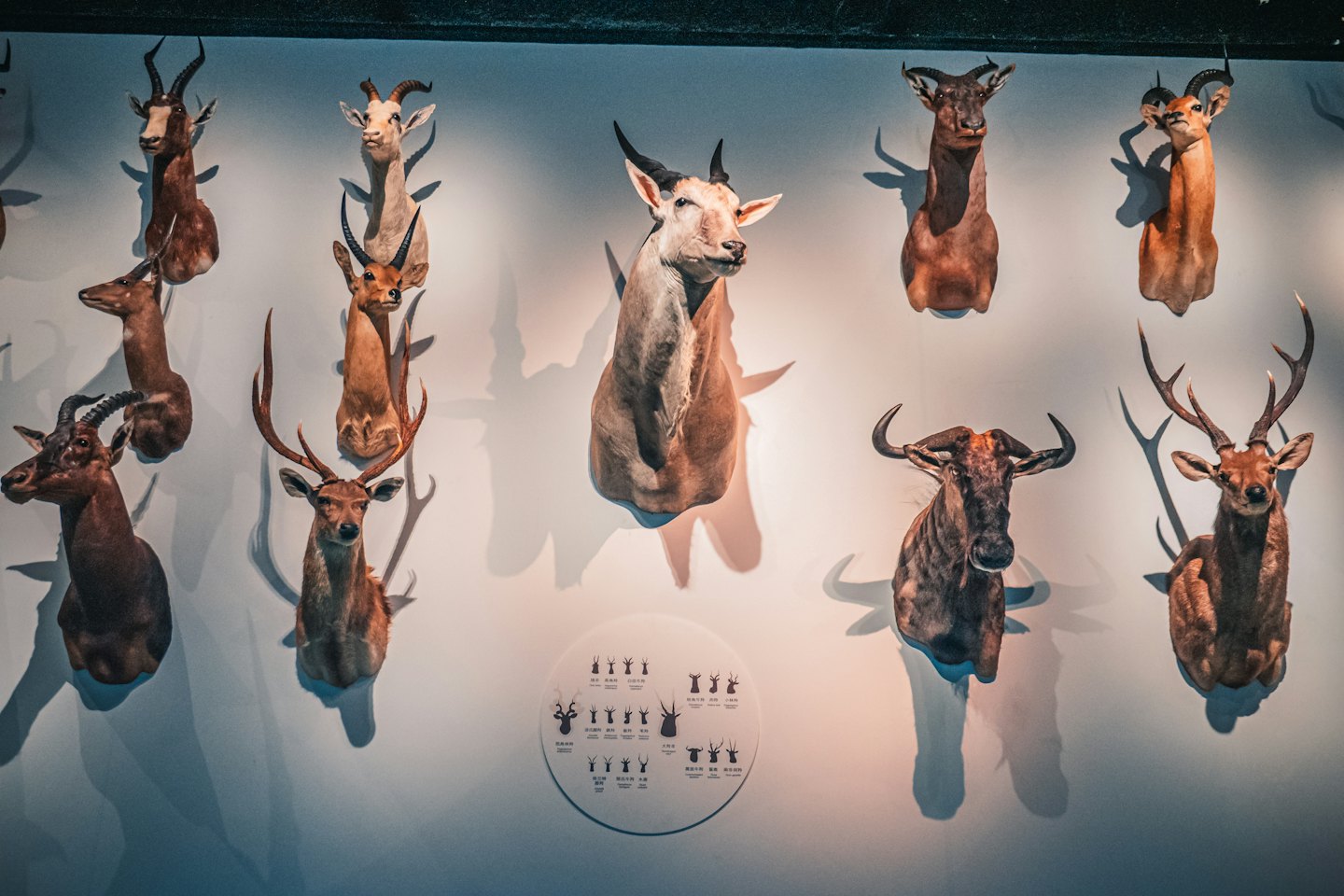 Taxidermied animal heads mounted on a wall above educational graphics.