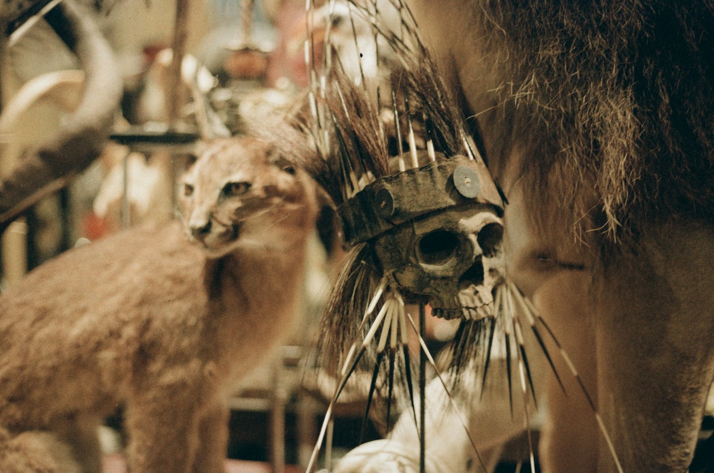 Taxidermied caracal stands next to a decorated skull display.