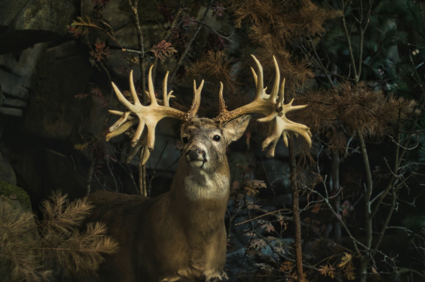 Taxidermied deer bust with large antlers mounted on a display.