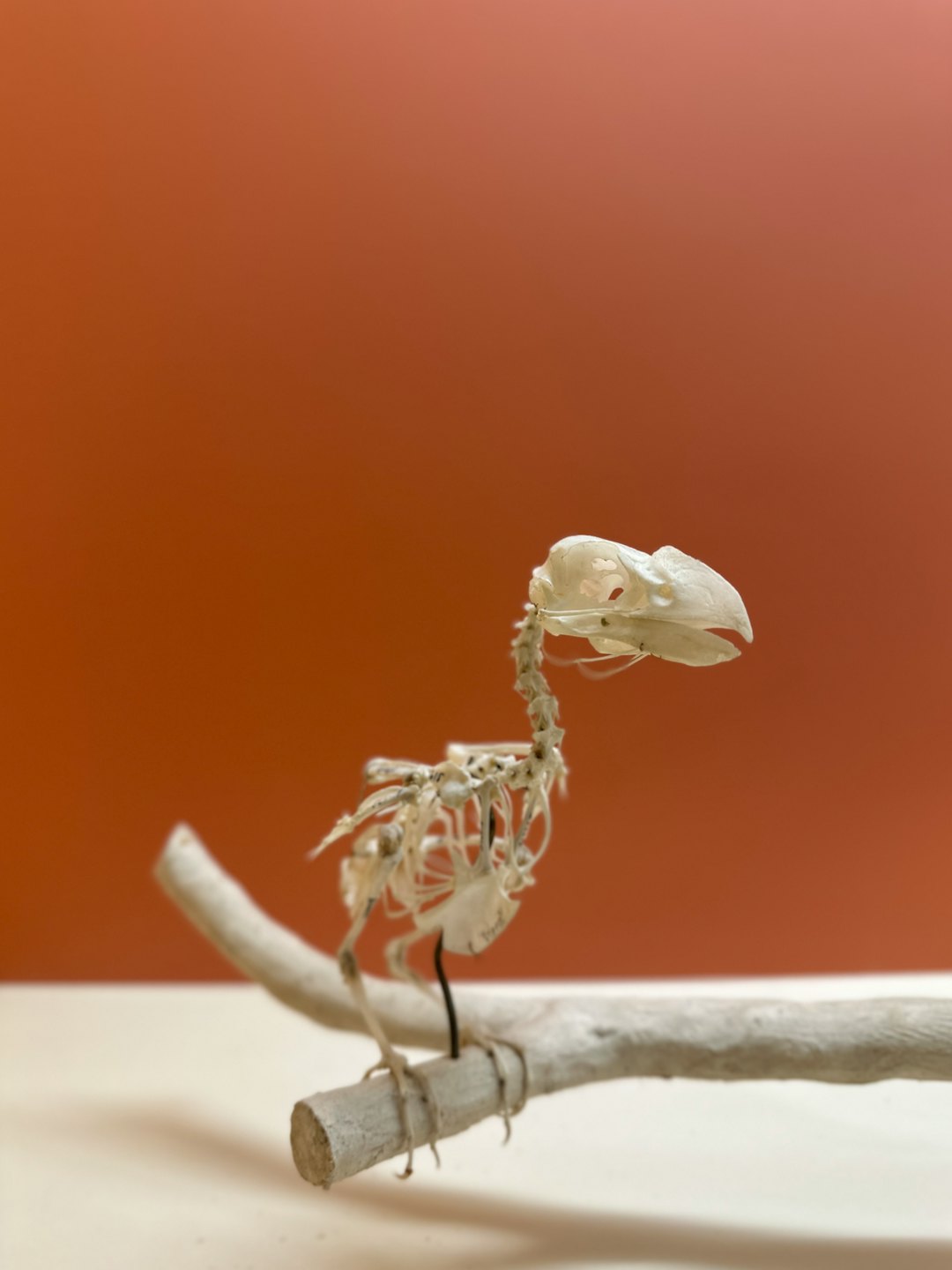 Bird skeleton displayed on a wooden branch.
